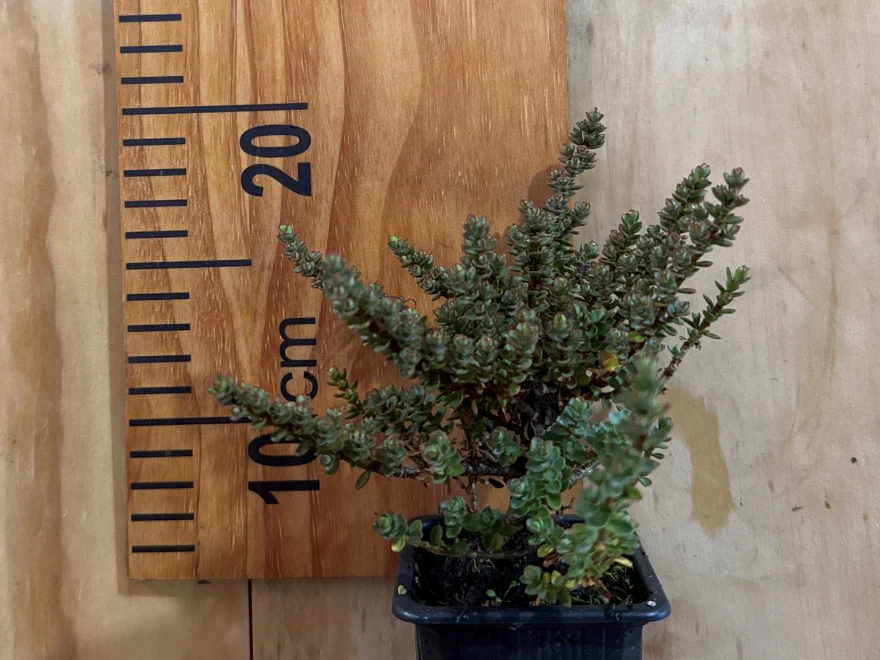 Natives for Clay Soil