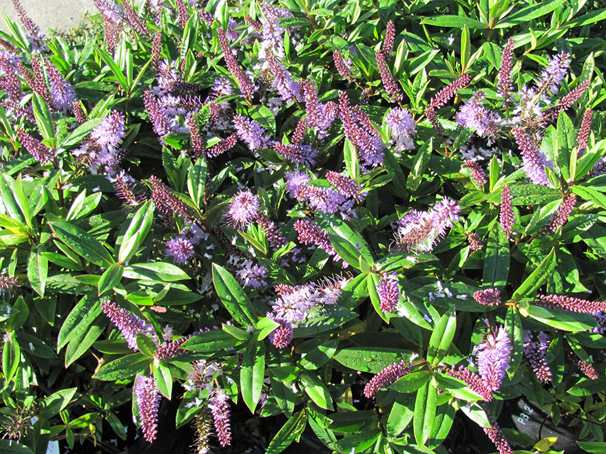 Natives for Alpine Conditions