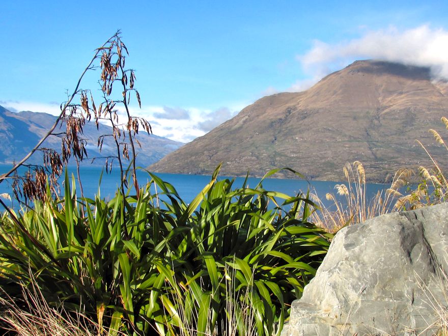 New Zealand Flax